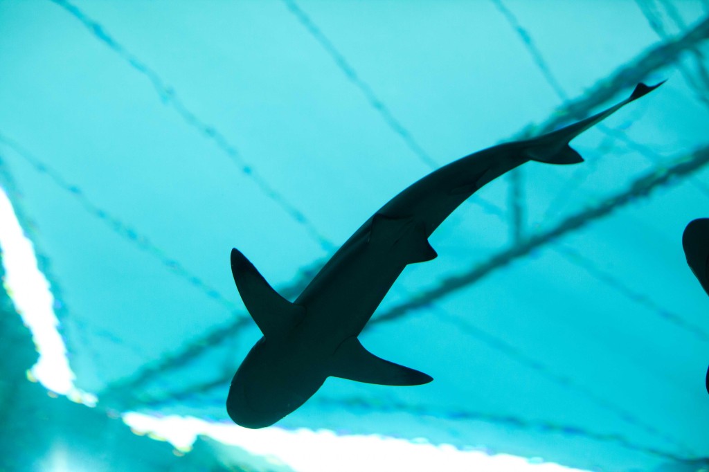 acquario